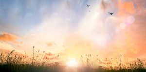 field-Sunrise