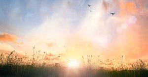 sunrise in the field