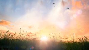 sunrise in the field